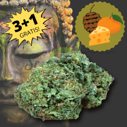 Immagine di Buddha Cheese CBD - Marijuana Legale