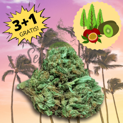 Picture of Hawaiiankiwi - Cannabis light